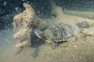 Cold Blooded Prints: Red-eared slider underwater in lake bottom