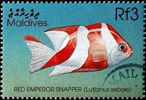 Tropical Fish Prints: Red emperor snapper on postage stamp from Maldives