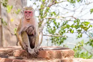 Wild Life Prints: Red faces macaque (Macaca fuscata) on top of the SIgiriya mount