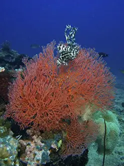 Starfishes Prints: A Red feather star sits on bright red coral