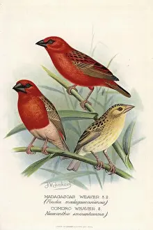 Weaver Prints: Red fody, Foudia madagascariensis