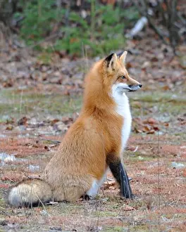 Bokeh Background Prints: Red fox animal close-up profile side view in the forest with trees background sitting