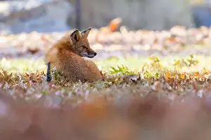 Glade Prints: Red fox in autumn