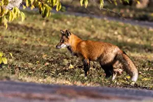 Glade Prints: Red fox in autumn