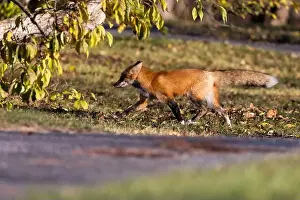 Glade Prints: Red fox in autumn