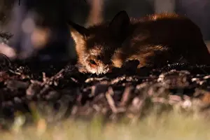 Glade Prints: Red fox in autumn