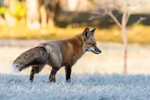 Glade Prints: Red fox in autumn