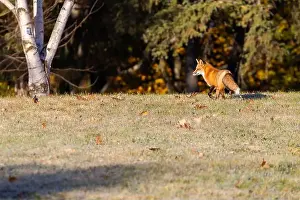 Glade Prints: Red fox in autumn