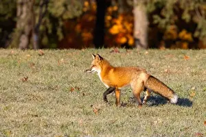 Glade Prints: Red fox in autumn