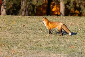 Glade Prints: Red fox in autumn