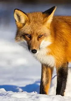 Vulpes Prints: Red fox in Canadian winter hunting