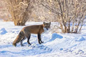 Vulpes Prints: Red fox in Canadian winter hunting