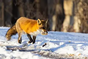 Vulpes Prints: Red fox in Canadian winter hunting
