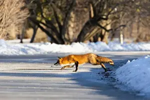 Vulpes Prints: Red fox in Canadian winter hunting
