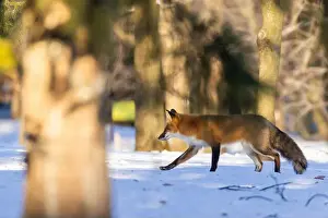 Vulpes Prints: Red fox in Canadian winter hunting