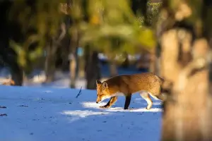 Vulpes Prints: Red fox in Canadian winter hunting