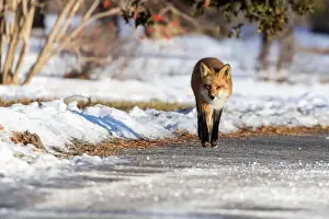 Vulpes Prints: Red fox in Canadian winter hunting