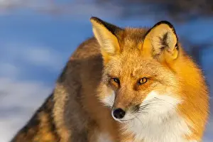 Vulpes Prints: Red fox in Canadian winter hunting