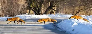 Vulpes Prints: Red fox in Canadian winter hunting