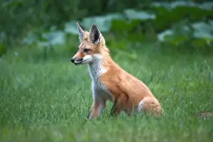 Ontario Canada Prints: red fox in the forest