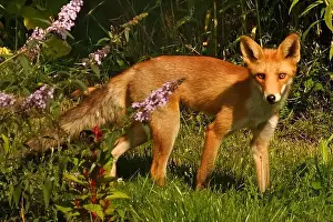 Vulpes Prints: Red fox in the grass day