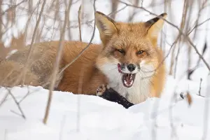 Vulpes Prints: Red fox in harsh Canadian winter