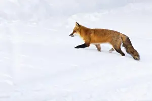 Vulpes Prints: Red fox in harsh Canadian winter