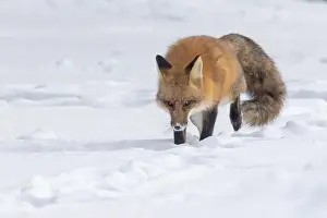 Vulpes Prints: Red fox in harsh Canadian winter