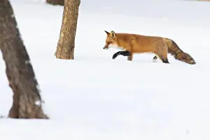 Vulpes Prints: Red fox in harsh Canadian winter