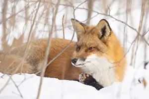 Vulpes Prints: Red fox in harsh Canadian winter