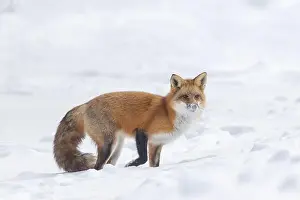 Vulpes Prints: Red fox in harsh Canadian winter