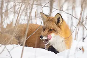 Vulpes Prints: Red fox in harsh Canadian winter