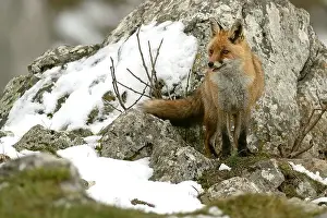 Vixen Prints: Red fox in a high mountain area on a very snowy day with the last light of a cold winter day