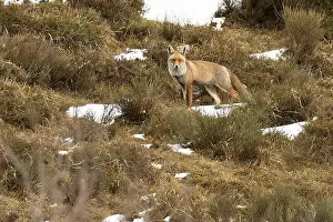 Vixen Prints: Red fox in a high mountain area on a very snowy day with the last light of a cold winter day