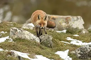 Vixen Prints: Red fox in a high mountain area on a very snowy day with the last light of a cold winter day