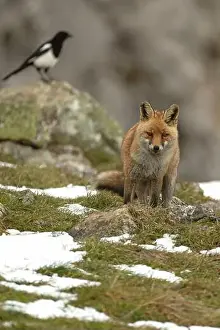 Vixen Prints: Red fox in a high mountain area on a very snowy day with the last light of a cold winter day