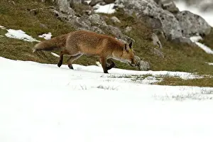 Vixen Prints: Red fox in a high mountain area on a very snowy day with the last light of a cold winter day