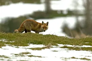 Vixen Prints: Red fox in a high mountain area on a very snowy day with the last light of a cold winter day