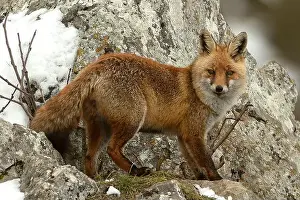 Vixen Prints: Red fox in a high mountain area on a very snowy day with the last light of a cold winter day