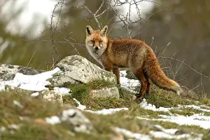 Vixen Prints: Red fox in a high mountain area on a very snowy day with the last light of a cold winter day