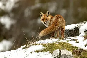 Vixen Prints: Red fox in a high mountain area on a very snowy day with the last light of a cold winter day