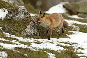 Vixen Prints: Red fox in a high mountain area on a very snowy day with the last light of a cold winter day