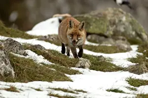 Vixen Prints: Red fox in a high mountain area on a very snowy day with the last light of a cold winter day