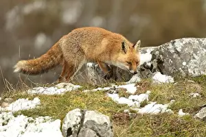 Vixen Prints: Red fox in a high mountain area on a very snowy day with the last light of a cold winter day
