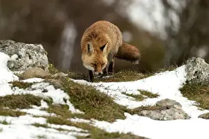 Vixen Prints: Red fox in a high mountain area on a very snowy day with the last light of a cold winter day