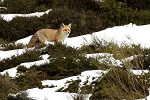 Vixen Prints: Red fox in a high mountain area on a very snowy day with the last light of a cold winter day