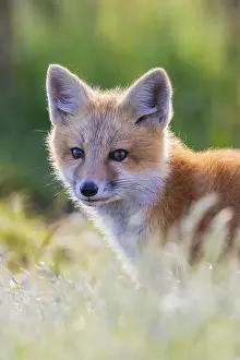 Vulpes Vulpes Prints: Red fox kit portrait in backlight, Washington State