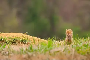 Vulpes Vulpes Prints: Red fox kit sits outside its den, waiting for its parents to return