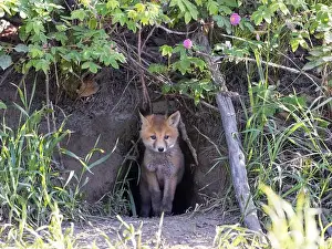 Omnivorous Prints: Red fox kit staring out at me from his den