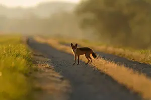 Danube Prints: red fox from Kopački rit, Croatia